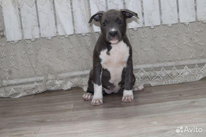 Девочка амстафф терьера