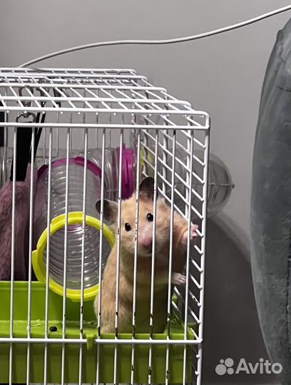 Сирийский хомяк бесплатно