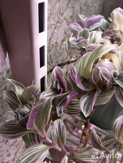 Пеперомия Россо Традесканция