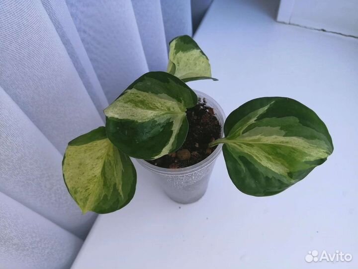 Эпипремнум хэппи лиф