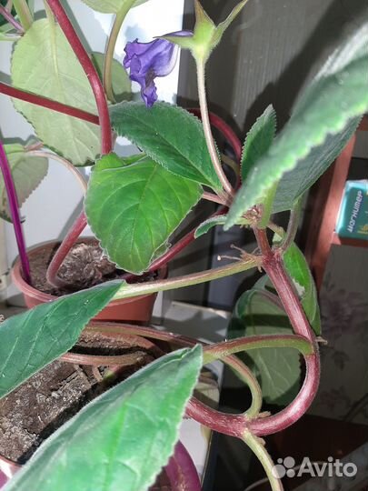 Комнатные цветы