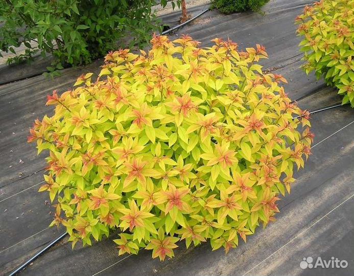 Спирея японская Golden Princess