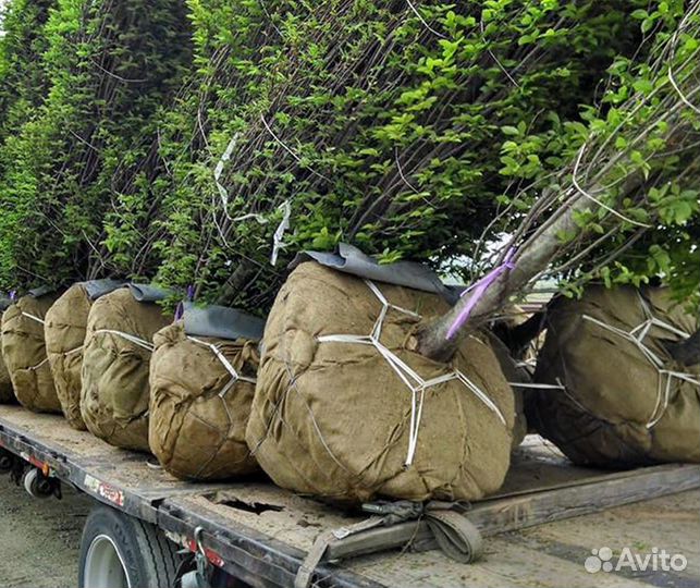 Благоустройство участка под ключ