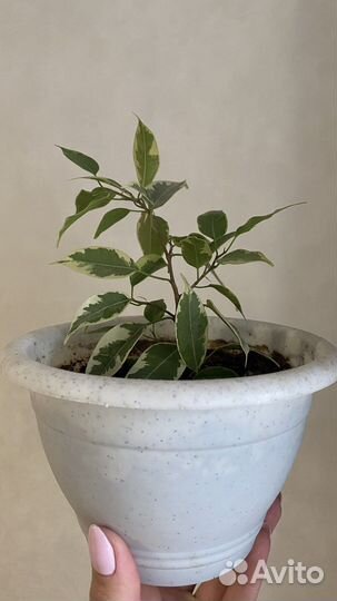 Фикус бенджамина