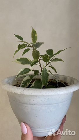 Фикус бенджамина