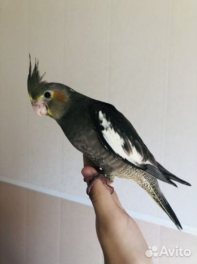 Корелла выкормыши