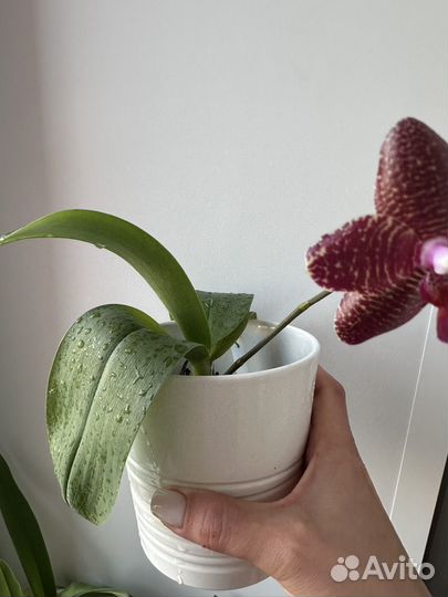 Орхидея miro mosla