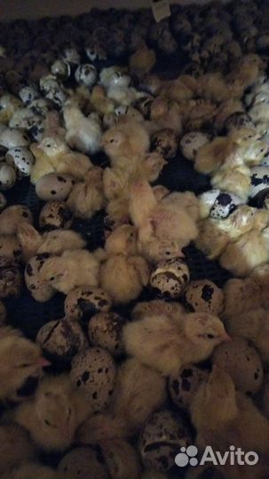 Перепела суточные Техас