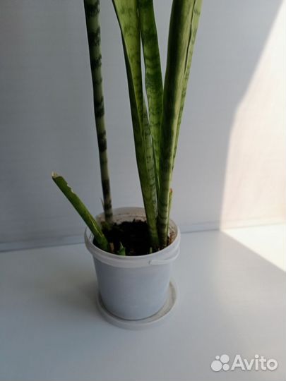Сансевиерия щучий хвост