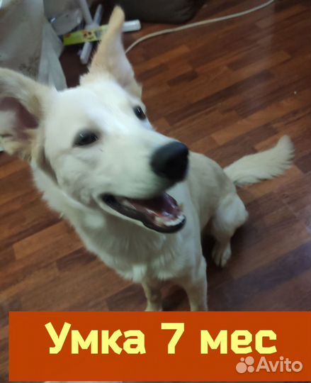Собака в добрые руки щенок