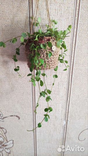 Пеперомии разных сортов