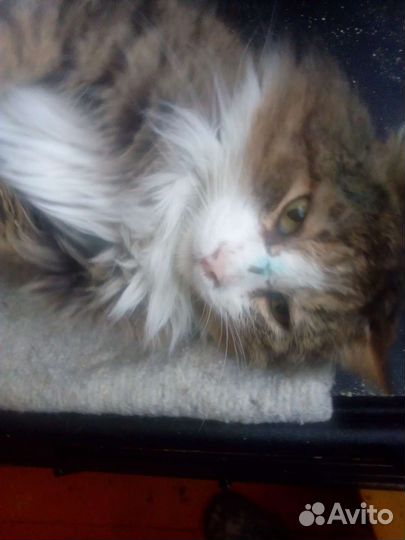 Котик Нафаня ищет дом