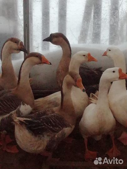 Гуси семья на племя