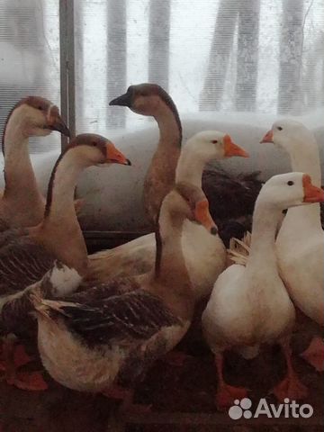 Гуси семья на племя