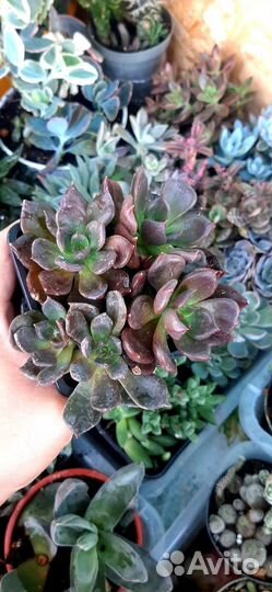 Срез суккулентов часть 1