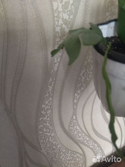 Эпифиллум марниера