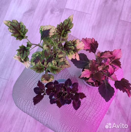 Комнатные растения.Колеусы вегетативные.Камнеломка