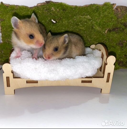 Сирийские хомячки