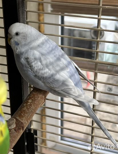 Попугай волнистый