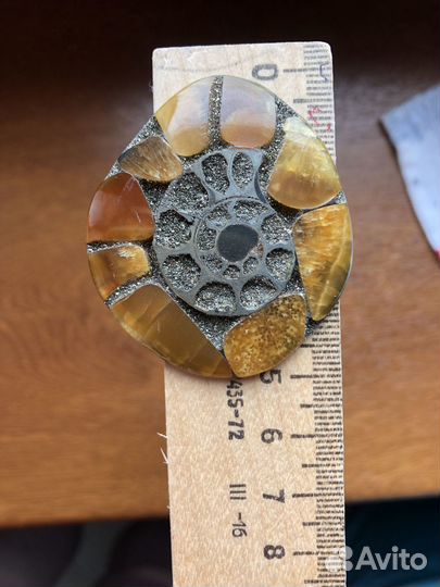 Аммонит Симбирцит