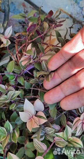 Традесканция зебрина