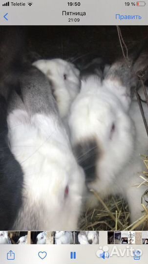 Кролик порода «Ризен»