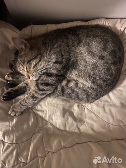 Кот на вязку