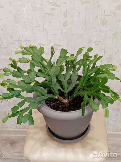 Декабрист. Педилантус. Кислица