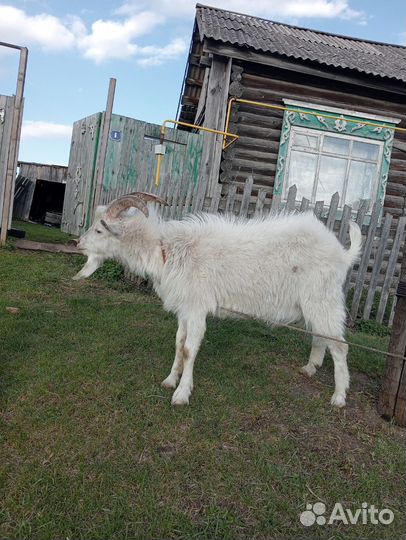 Продаю козла