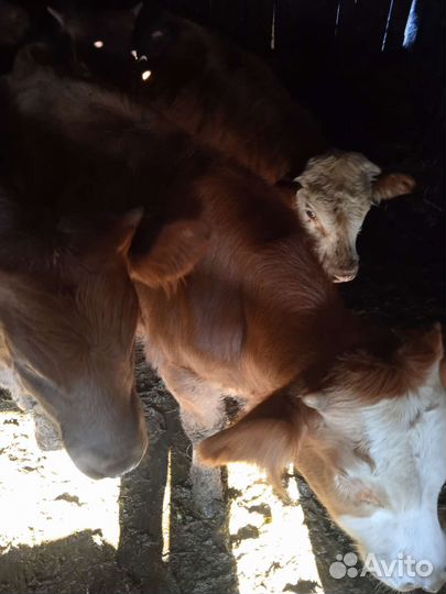 Бычки и быки