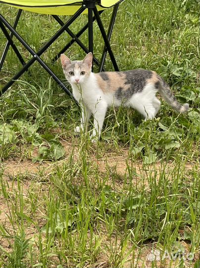 Милейшая послушная девочка 4 мес в добрые руки