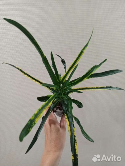 Кодиеум кротон Твист энд Поинт (или Пигтейл)