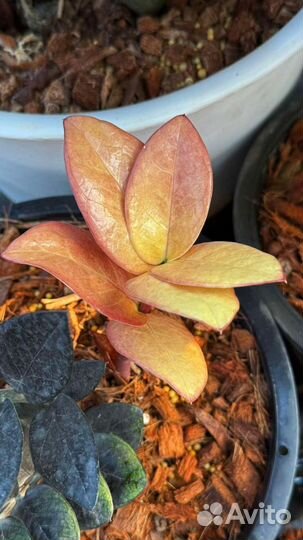 Замиокулькас блек акебоно(Голден)