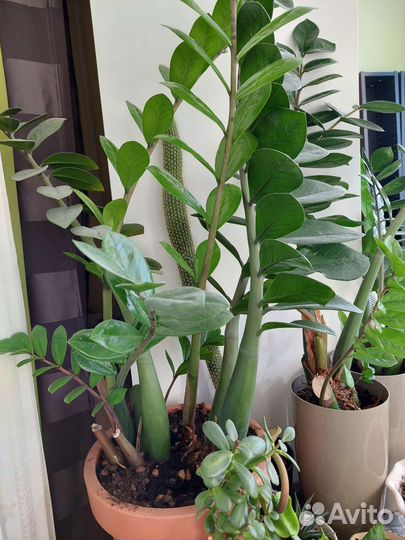 Замиокулькас