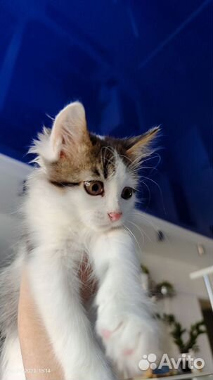 Котята в добрые руки бесплатно (мальчик 2,5 мес)