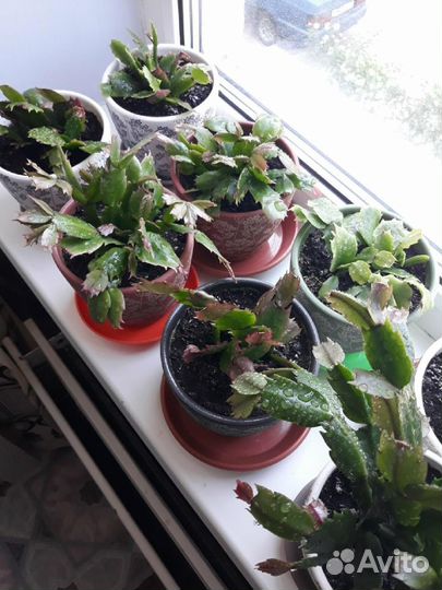 Декабрист шлюмбергера