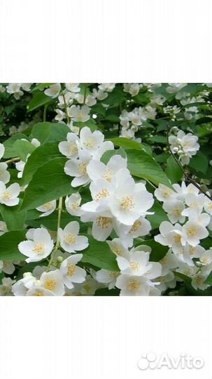 Жасмин садовый