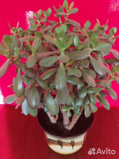 Толстянка крассула (денежное дерево)