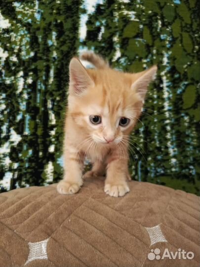 Котенок в добрые руки