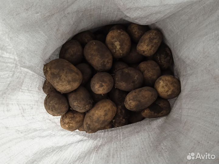 Продам картофель отборный