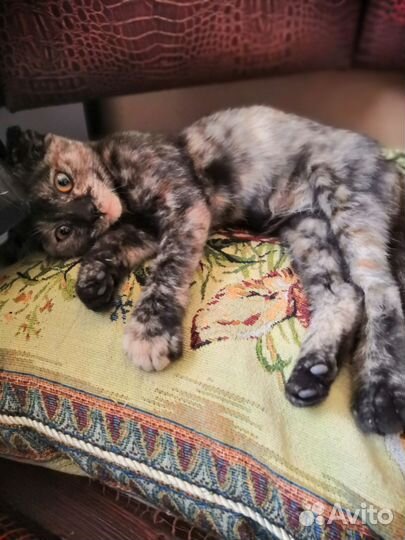 Вислоухая кошечка в добрые руки