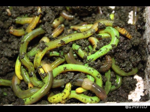 Червь навозный красный/зелёный 20-25 гр