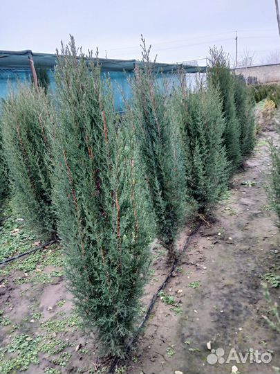 Саженцы хвойных растений