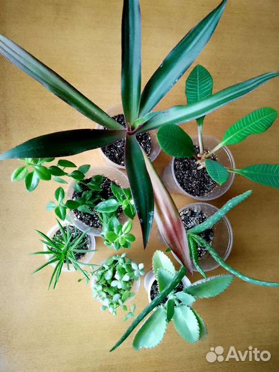 Комнатные растения