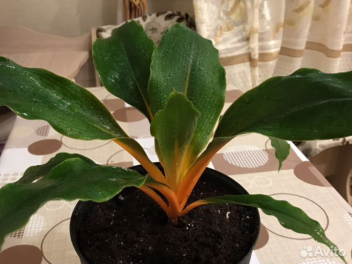 Хлорофитум Orange Green