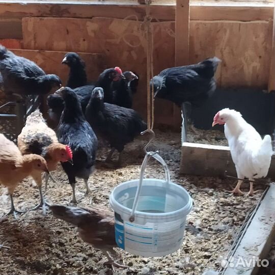 Молодые курочки Синь Синь дянь