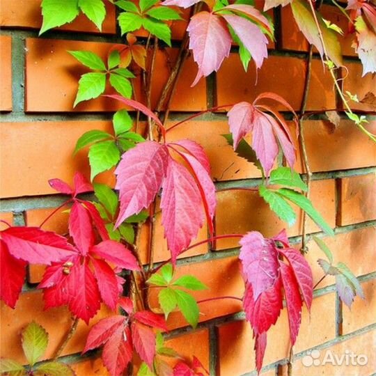 Девичий виноград (дикий), медуница