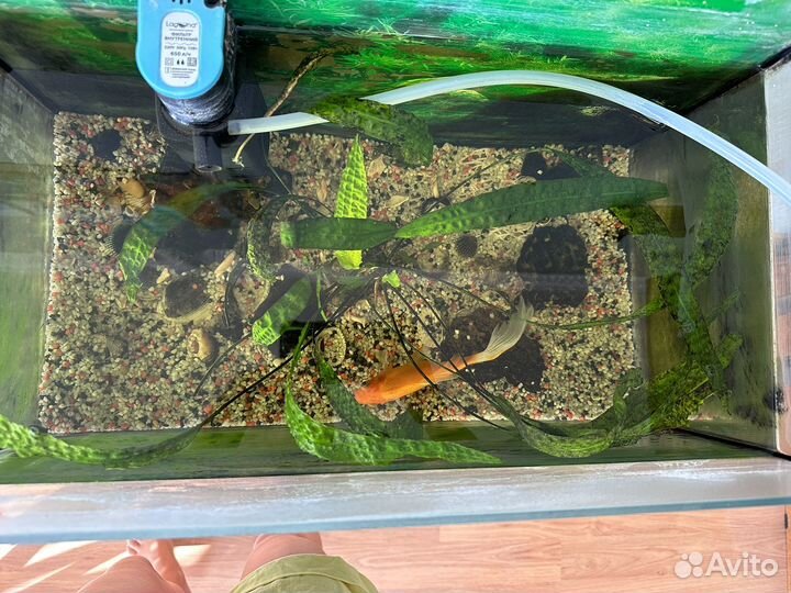 Аквариум с рыбками