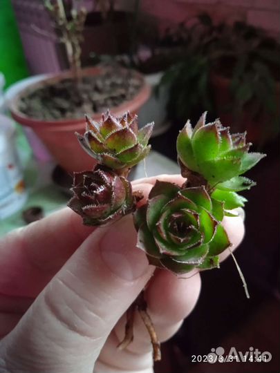 Молодило каменная роза (эхеверия )