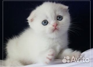 Элитный вислоухий котенок